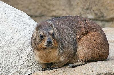 RockHyrax.jpg