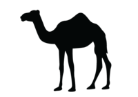 CamelVector.png